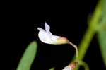 Lentil vetch